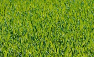 grass-1088114_640